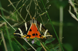 Jersey tiger - Euplagia quadripunctaria