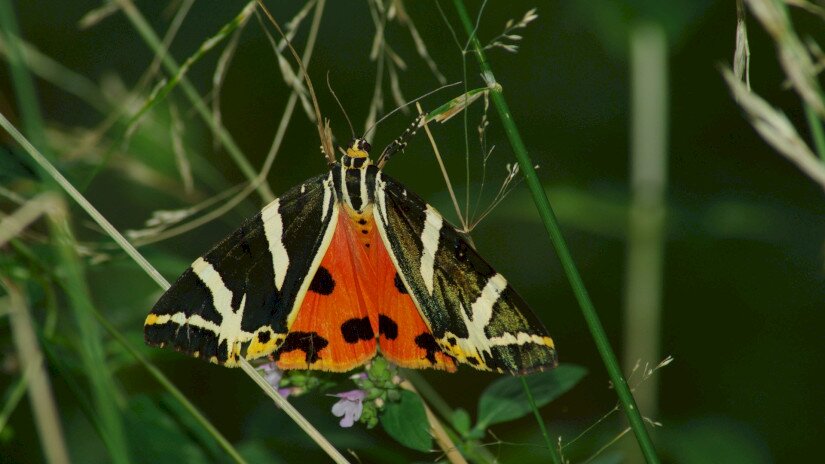 Jersey tiger - Euplagia quadripunctaria