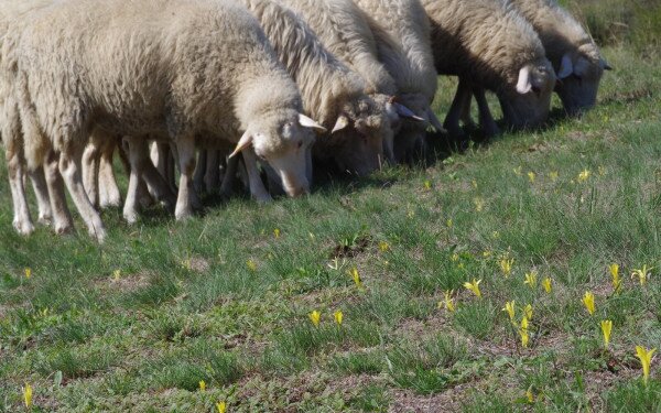 Vetővirág és legeltetés