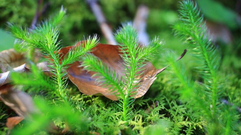 Kapcsos korpafű (Lycopodium clavatum)