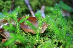 Kapcsos korpafű (Lycopodium clavatum)