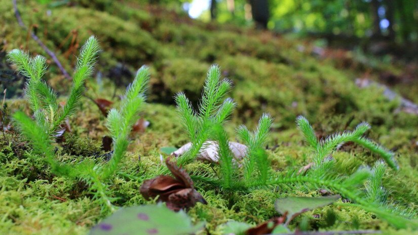 Kapcsos korpafű (Lycopodium clavatum)