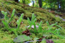 Kapcsos korpafű (Lycopodium clavatum)
