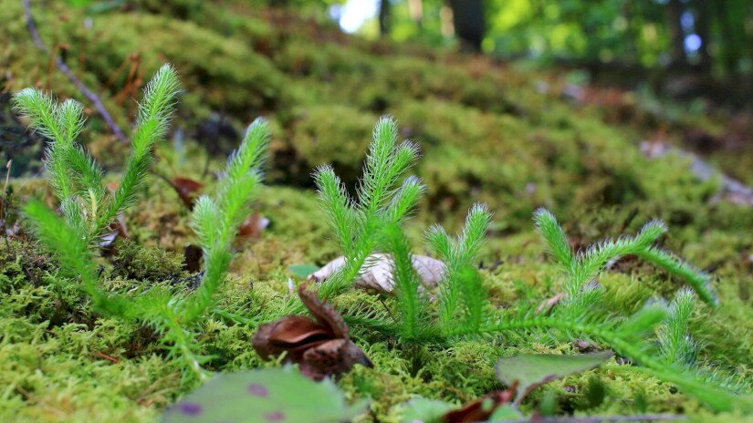 Kapcsos korpafű (Lycopodium clavatum)