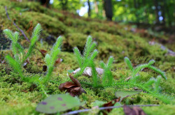 Kapcsos korpafű (Lycopodium clavatum)