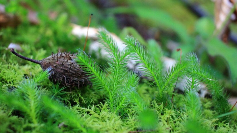 Kapcsos korpafű (Lycopodium clavatum)