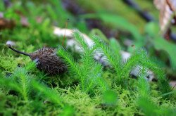 Kapcsos korpafű (Lycopodium clavatum)