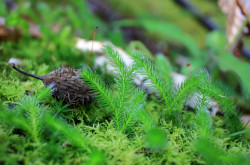 Kapcsos korpafű (Lycopodium clavatum)