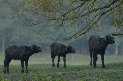 Kápolnapuszta Bivalyrezervátum