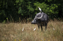 Kápolnapuszta Bivalyrezervátum