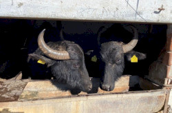 Kápolnapuszta in winter