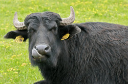 Kápolnapusztai Bivalyrezervátum