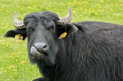 Kápolnapusztai Bivalyrezervátum