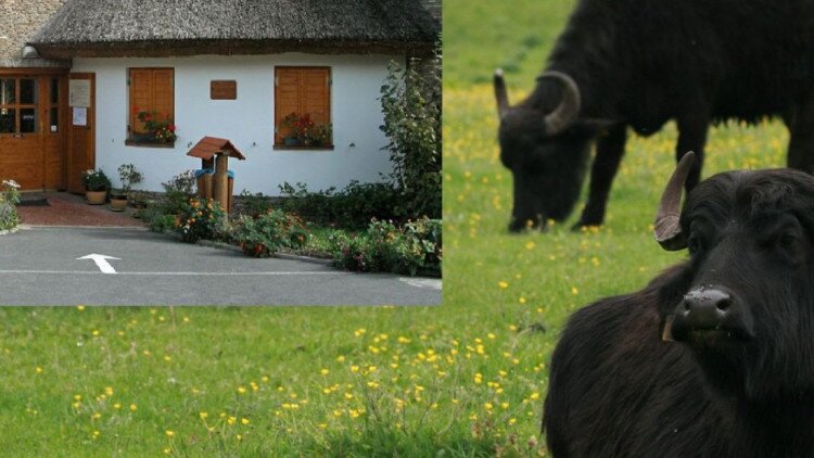 Kedvezmények - Kápolnapusztai Bivalyrezervátum