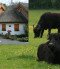Discounted fees - Water Buffalo Reserve