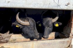 Kápolnapusztai Bivalyrezervátum télen