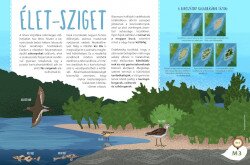 Kavicszátony tábla: Élet-sziget
