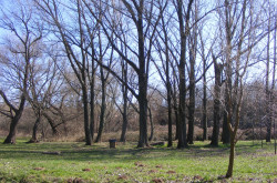 kerekesszekes_lovason61