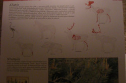 kerekesszekes_lovason7