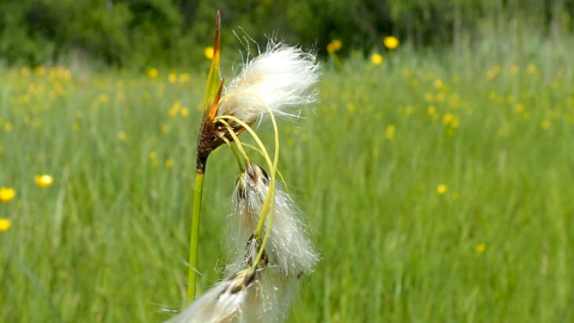 Keskenylevelű gyapjúsás Fűzvölgy területén