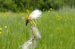 Keskenylevelű gyapjúsás Fűzvölgy területén