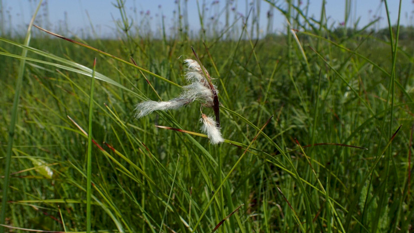 Keskenylevelű gyapjúsás Hahóton