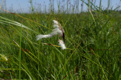 Keskenylevelű gyapjúsás Hahóton