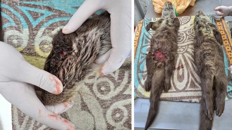 Felelős állattartást kérünk a Balaton jegén is!