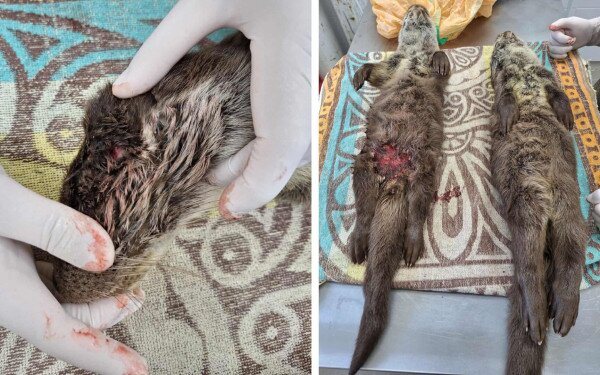 Felelős állattartást kérünk a Balaton jegén is!