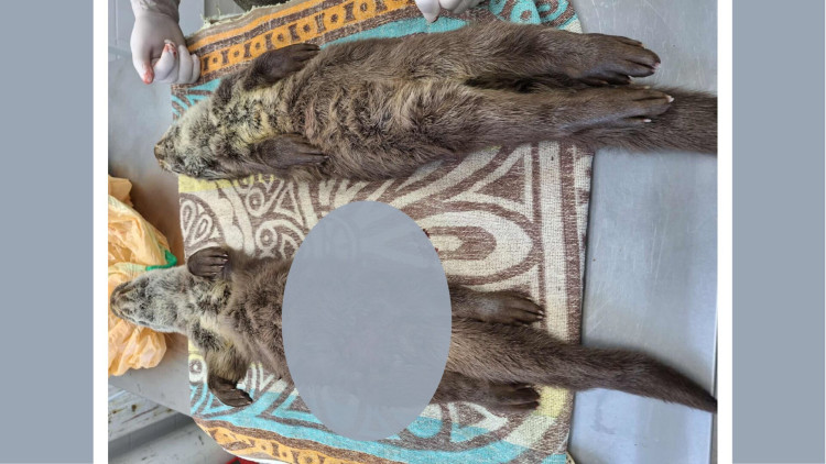 Felelős állattartást kérünk a Balaton jegén is!