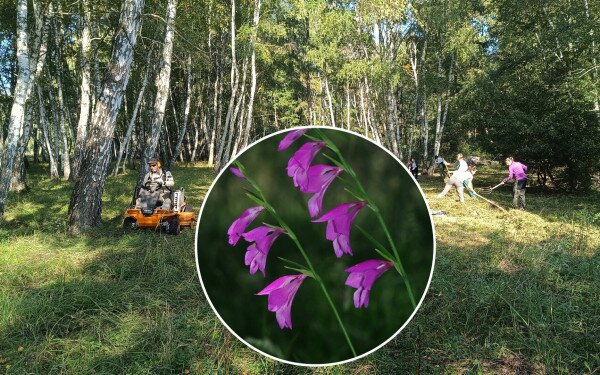 Kezelés a mocsári kardvirág élőhelyén