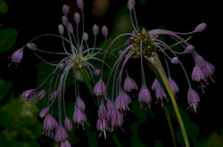 Kiel-Lauch (Allium carinatum)