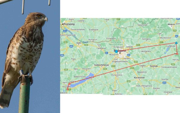 Színes gyűrűs kígyászölyv a Kis-Balatonon