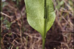 Kígyónyelv (Ophioglossum vulgatum)