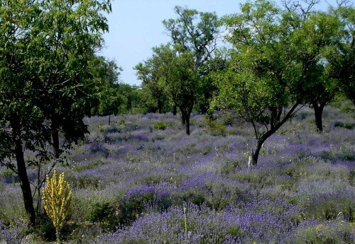 Levendula Hetek – Levendula geobotanikai túra a Tihanyi-félszigeten 2023-06-17
