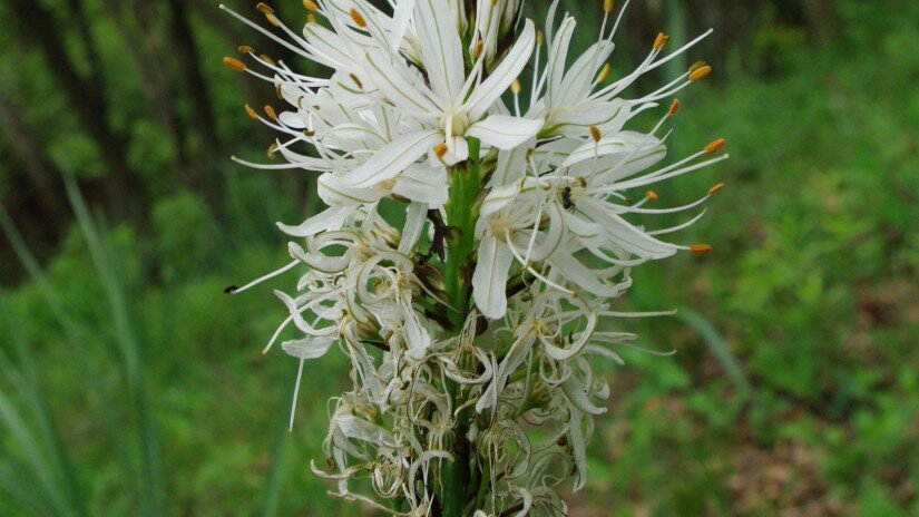 Királyné gyertyája (Asphodelus albus)