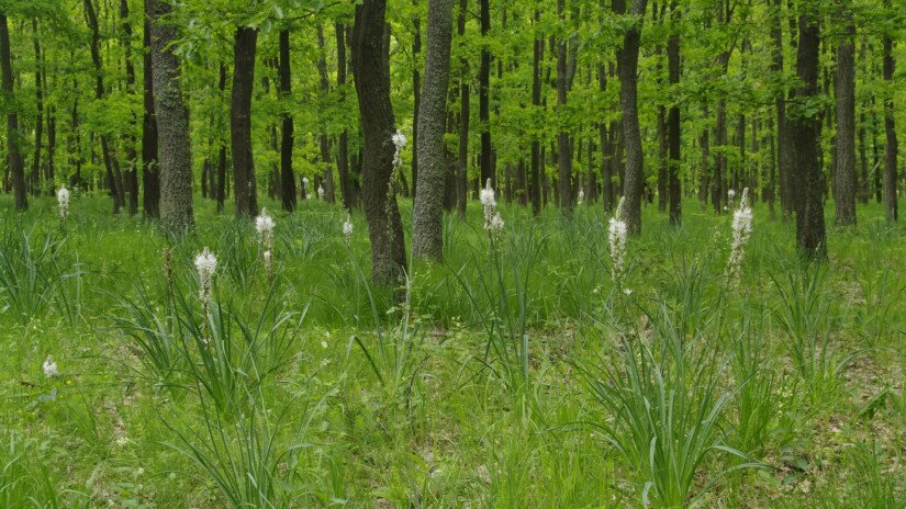 Kirschstiel Eiche