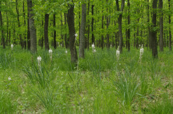 Kirschstiel Eiche