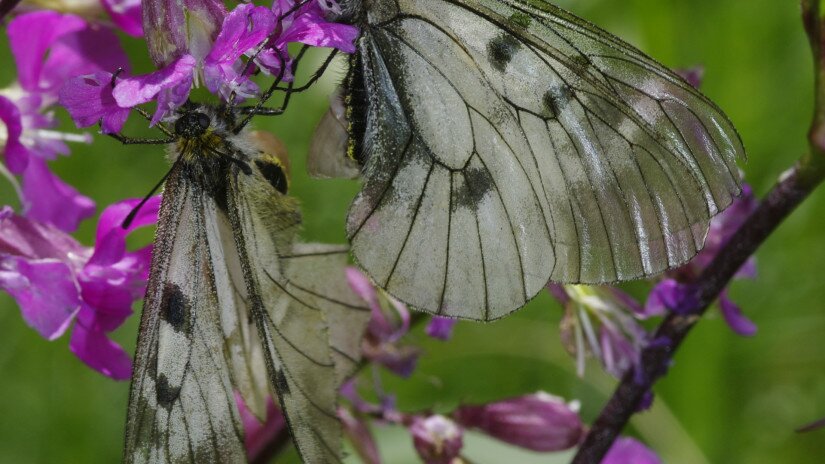 Kis apollólepkék (Parnassius mnemosyne) 