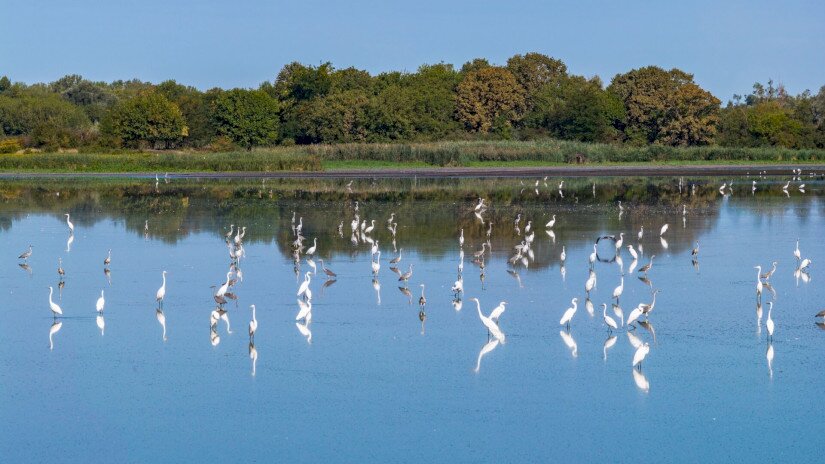 Kis-Balaton