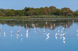 Kis-Balaton