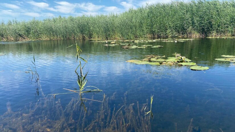 Kis-Balaton canoe tour