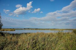 Kis-Balaton látkép