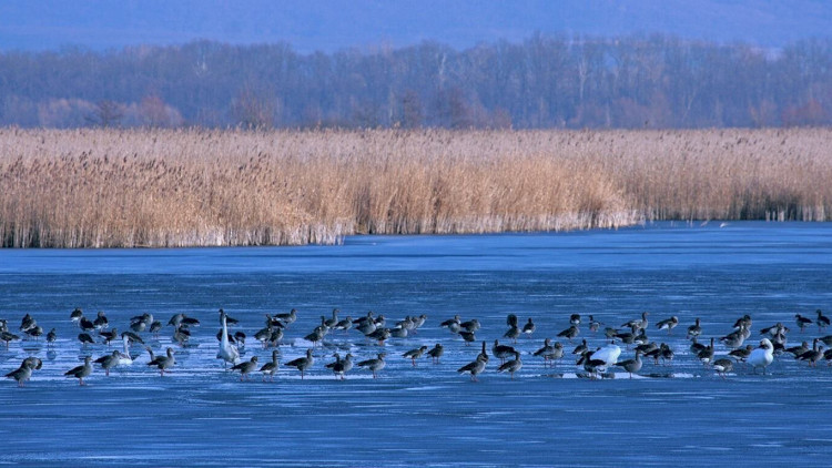 Vizes élőhelyek világnapja – Kis-Balaton téli túra