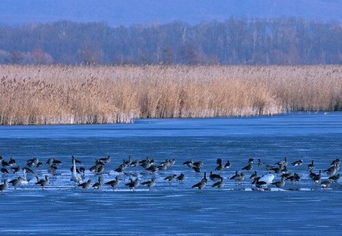 Vizes élőhelyek világnapja – Kis-Balaton téli túra