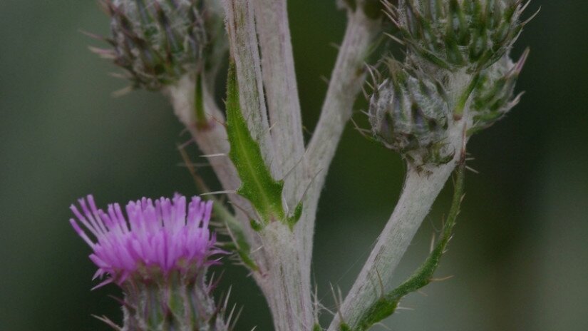 kisfészkű aszat (Cirsium brachycephalum)