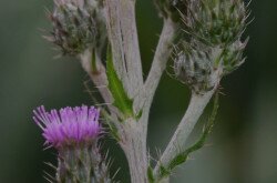 kisfészkű aszat (Cirsium brachycephalum)