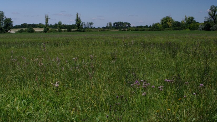 Kisfészkű aszat (Cirsium brachycephalum) élőhely