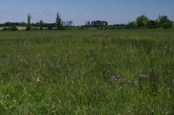 Kisfészkű aszat (Cirsium brachycephalum) élőhely