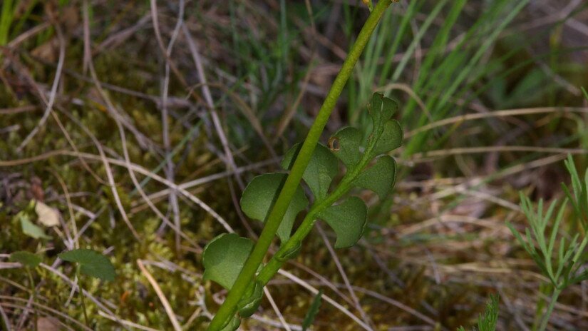 Kis holdruta (Botrychium lunaria)